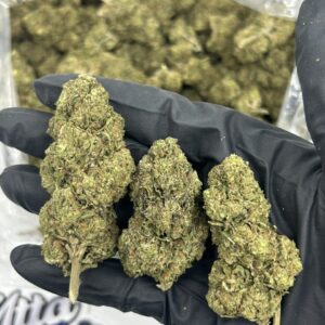 Grandi Guava strain by Grandiflora Genetics — dark purple buds with sparkling trichomes and orange pistils