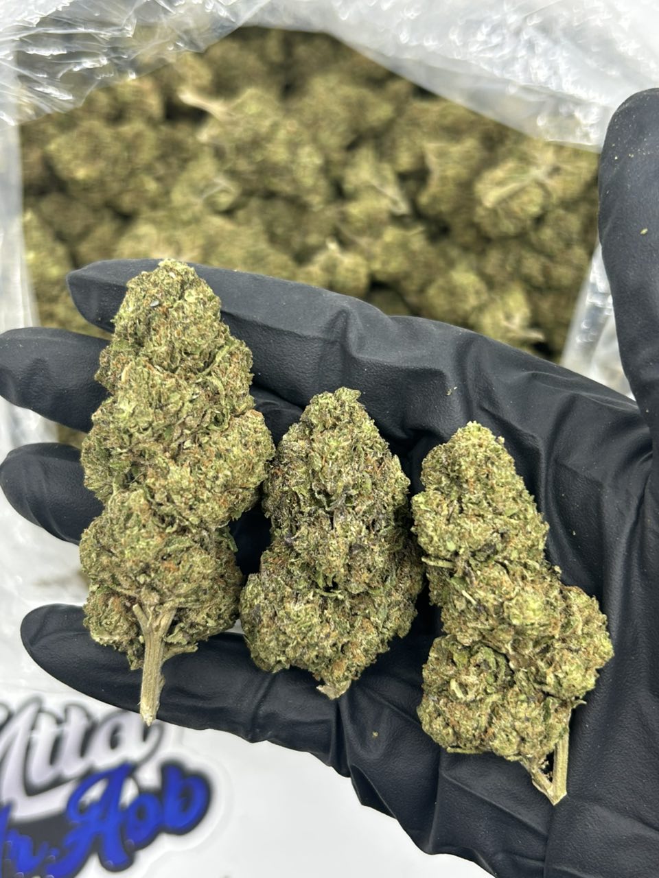 Grandi Guava strain by Grandiflora Genetics — dark purple buds with sparkling trichomes and orange pistils