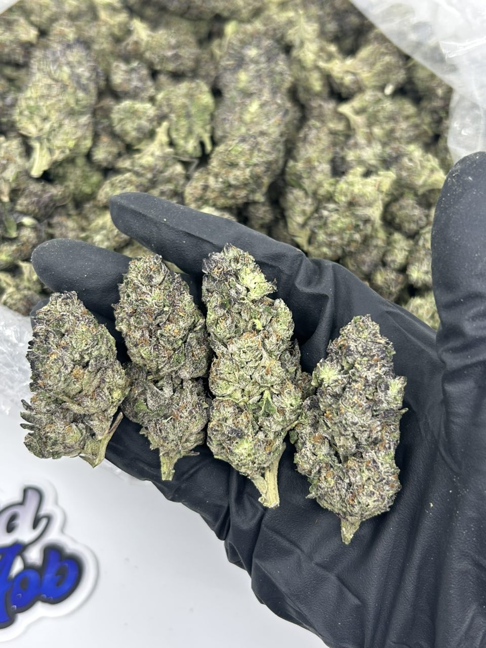 Buy Ferrari Runtz strain online — small dense buds with light green and purple hues from NTTD Mr. Aob